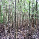 St Lucia mangrove 1.jpg